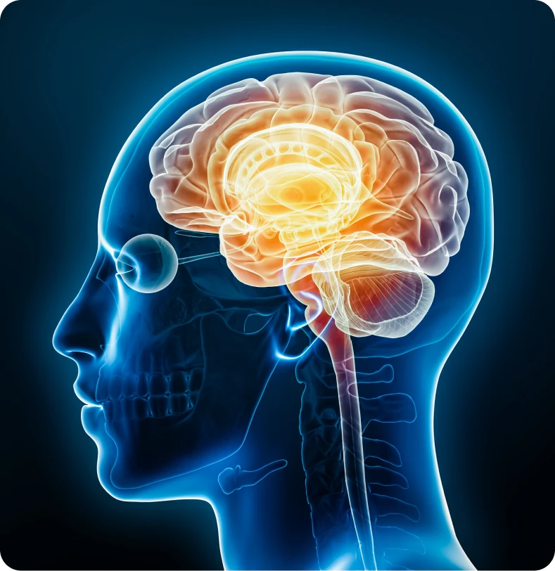 ¿Qué es <b class="italic font-semibold">Haemophilus influenzae</b> tipo B (HiB) y qué infecciones causa?