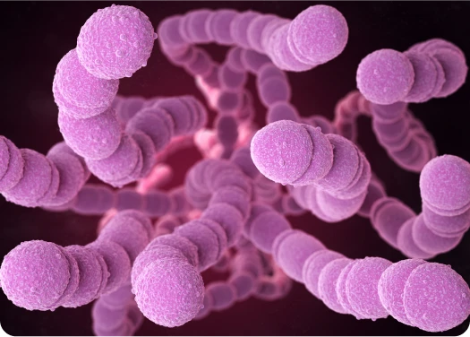 ¿Qué es la enfermedad neumocócica?